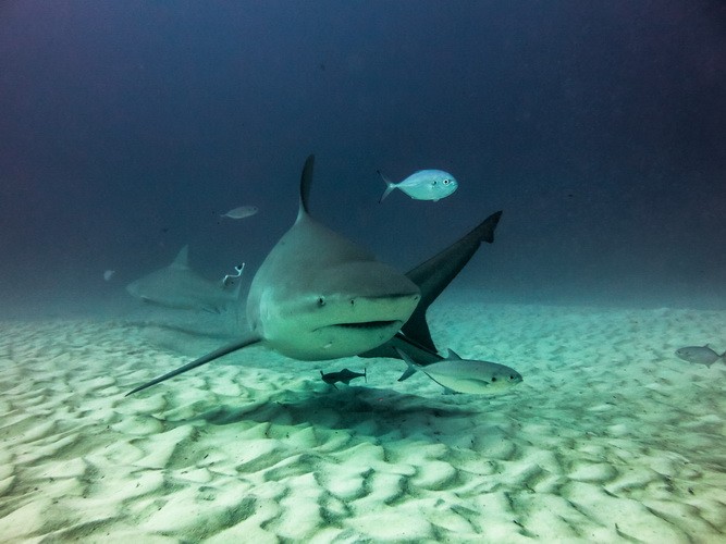 Playa del Carmen: Tauchen mit Bullenhaien