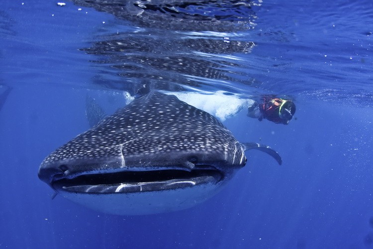 Mexiko Ausflug Walhaie Schwimmen und Schnorcheln