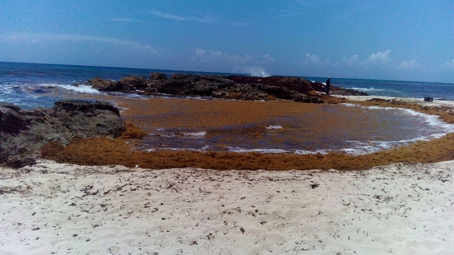 Seegras Playa del Carmen Braunalgen