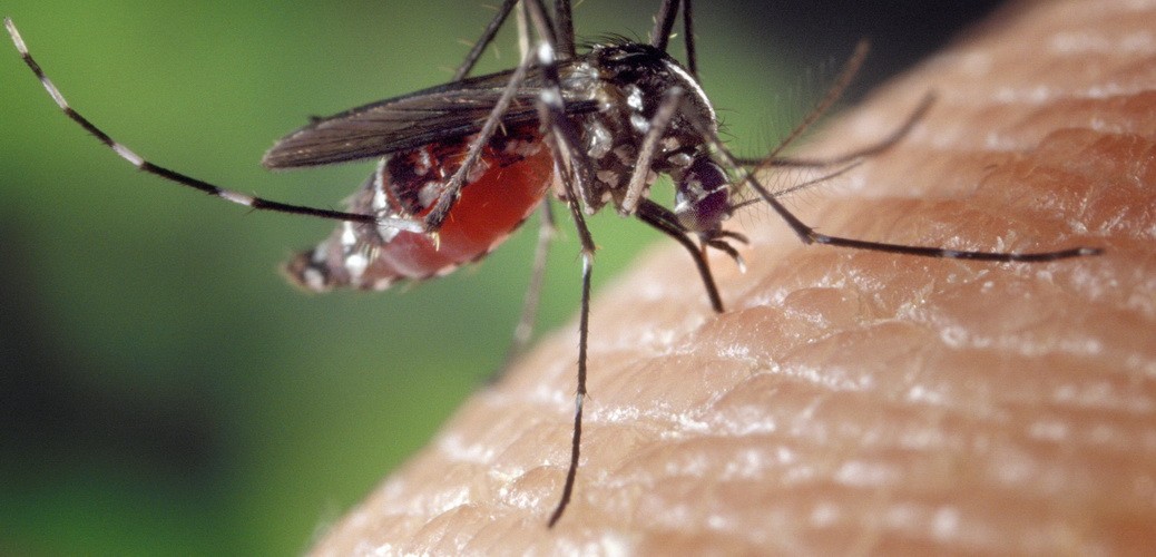 Der beste Mückenschutz Mexiko und Karibik