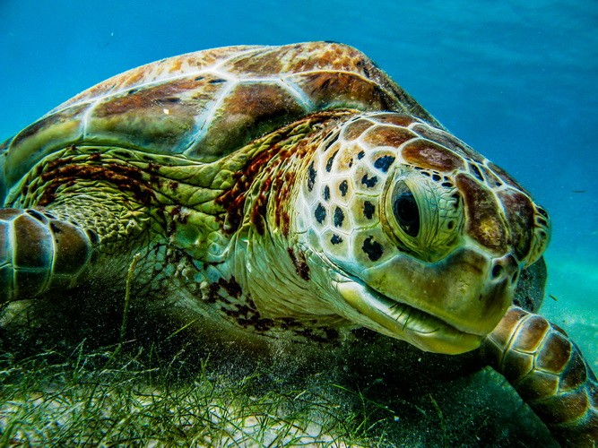 Korallen-Riffe Cozumel: Schildkröte