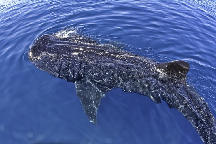 Mexiko Ausflug Walhaie Schwimmen und Schnorcheln