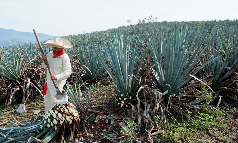 Bester Tequila aus Mexiko: Blaue Agave