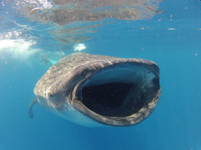 Walhai Tour Schwimmen und Schnorcheln mit Walhaien