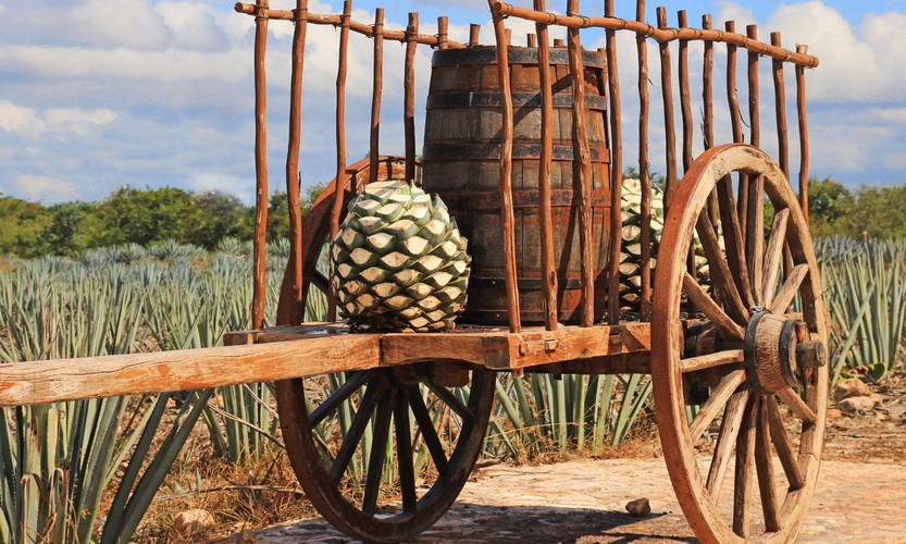 The best Tequila brands from Mexico