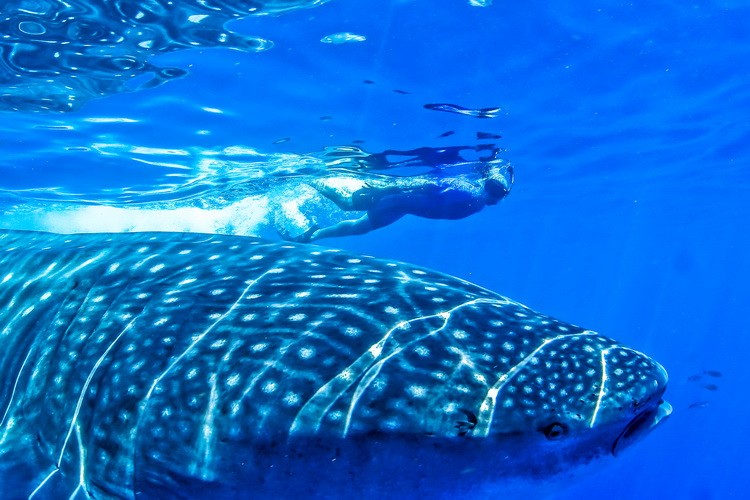 Schwimmen und Schnorcheln mit Walhaien Ausflug Riviera Maya
