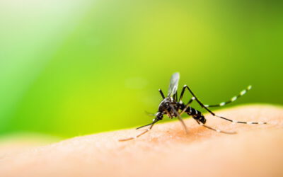 Der beste Mückenschutz für Mexiko