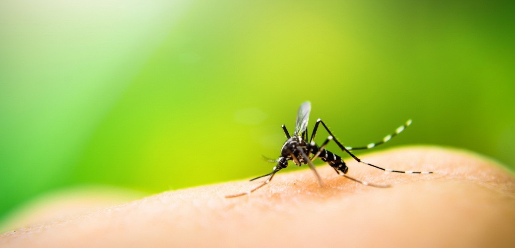 Der beste Mückenschutz für Mexiko