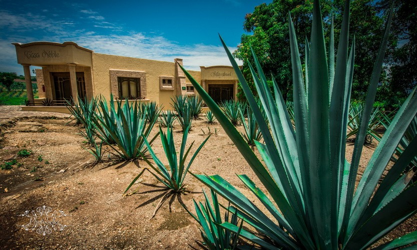 High quality tequila: Recommendations from Mexico