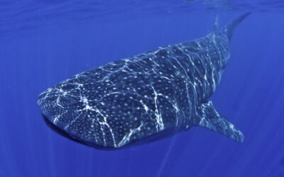 Whale Sharks Riviera Maya: Swim with whale sharks