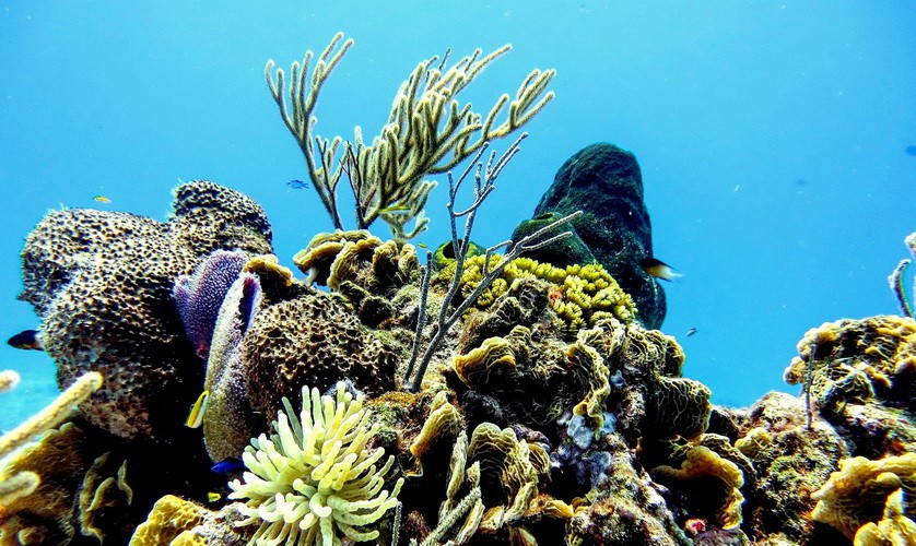 Biologisch abbaubare Sonnencreme: Schutz der Korallen