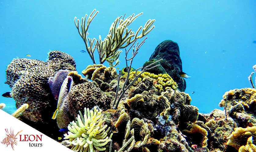 Sehenswürdigkeiten auf Cozumel Ausflüge: Korallenriff