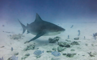 Diving with bull sharks Playa del Carmen