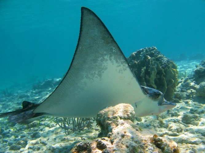 Eagle ray on Cozumel reefs