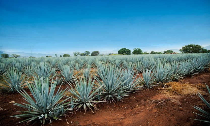 Die besten Tequila kaufen: Agavefelder in Mexiko