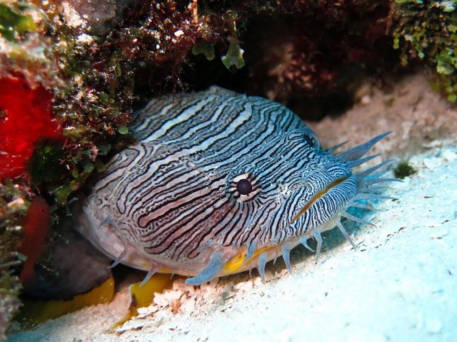 Toad fish on Paradaise reef Cozumel
