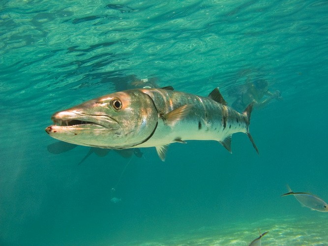 Barracuda am Cozumel Riff