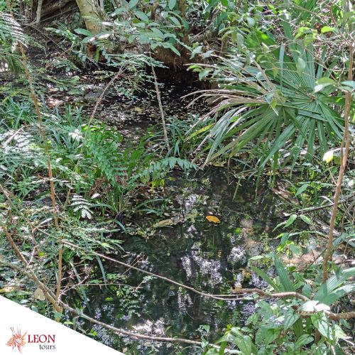 Jungle Walk Cozumel and Lunas Animal Sanctuary