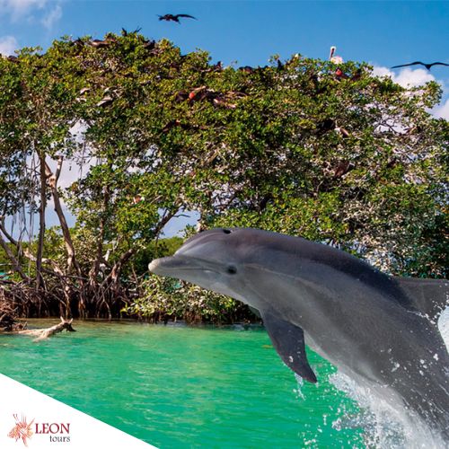 Ausflug nach Sian Kaan deutsch: Delfine