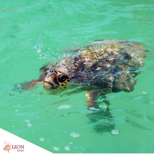 Deutschsprachiger Ausflug nach Sian Kaan Tour: Schildkröten