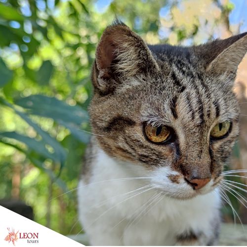 Cozumel Jungle Walk and Human Society: Rescued Cat