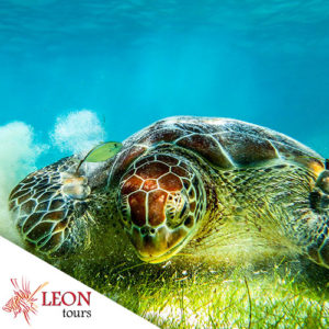 Turtle: The best reefs - Cozumel snorkeling tour
