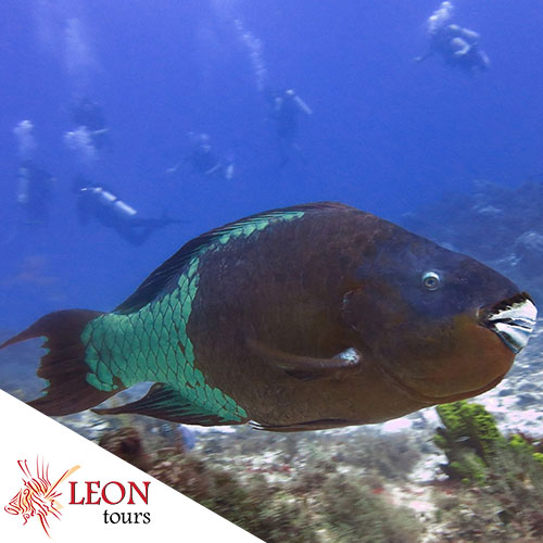 Tropical fishs trial dive Cozumel