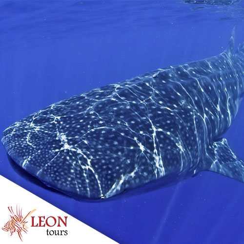 Excursion swim and snorkel with whale sharks Riviera Maya: Boat