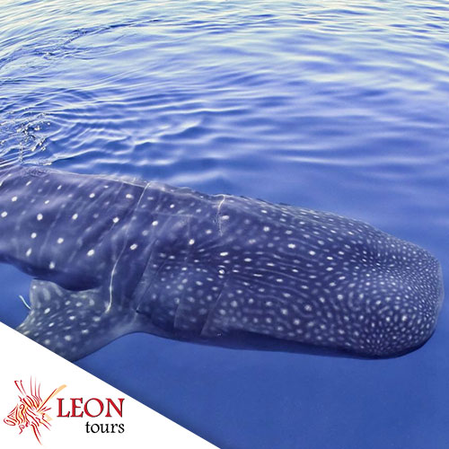 Whale shark on our excursion Swomming and snorkeling with whale sharks