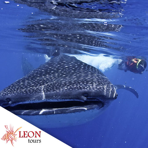 Snorkeling with whale sharks: Riviera Maya