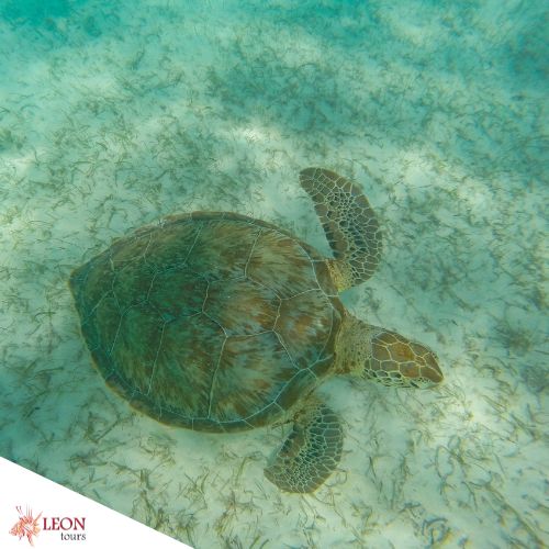 Turtle snorkeling Cozumel