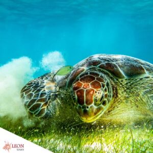 Turtles on Cozumel snorkeling tour