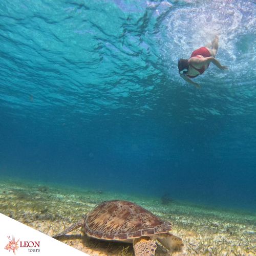 Cozumel snorkeling tour turtles & Beach Bar