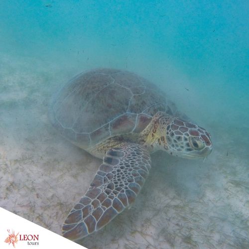 Snorkeling with turtles in Cozumel