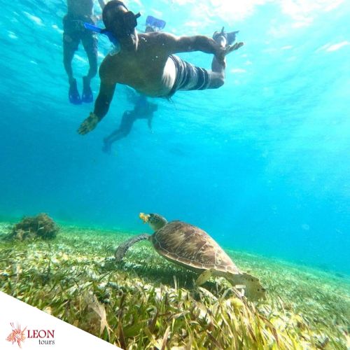 Turtles on Cozumel snorkeling & Beach Club